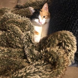 Meet your Posher, Abby